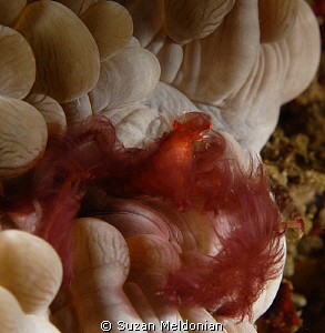 Orangutan Crab by Suzan Meldonian 